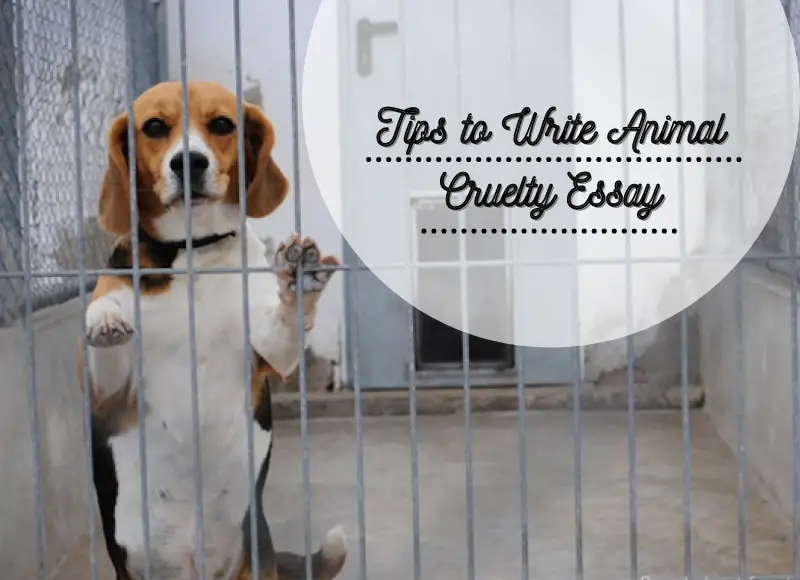 Tips to Write Animal Cruelty Essay 